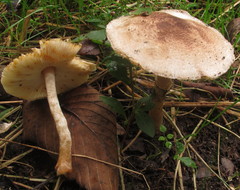 Leucoagaricus brunnescens