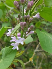 Syringa vulgaris