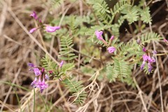 Astragalus ceratoides