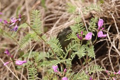 Astragalus ceratoides