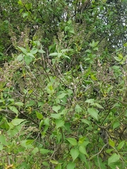 Syringa vulgaris