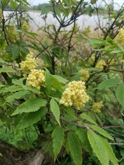 Sambucus racemosa