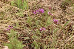 Astragalus ceratoides