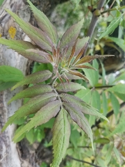Sambucus racemosa