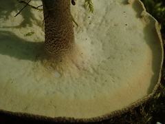 Lentinus substrictus