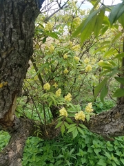 Sambucus racemosa