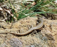 Liolaemus curicensis