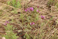 Astragalus ceratoides