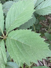 Parthenocissus quinquefolia