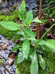 Crepidiastrum denticulatum