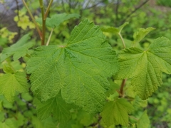 Ribes rubrum