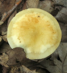 Marasmius strictipes