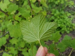 Ribes rubrum