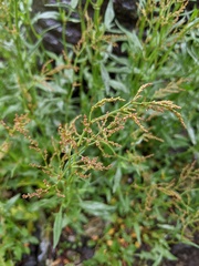 Rumex