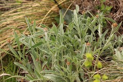 Psephellus sibiricus