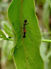 Myrmaplata plataleoides