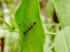 Myrmaplata plataleoides