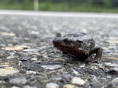Cynops pyrrhogaster