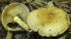 Pholiota angustipes