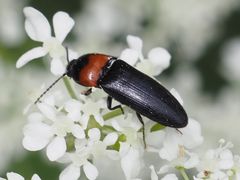 Ampedus sinuatus
