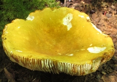 Russula ochroleucoides