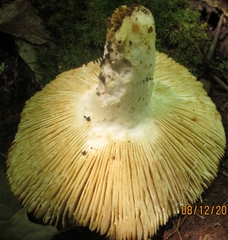 Russula ochroleucoides