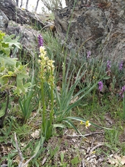 Dactylorhiza insularis