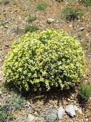 Vella spinosa