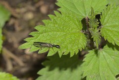 Raphidiinae