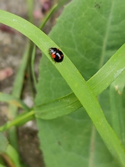 Adalia bipunctata