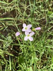Cardamine pratensis
