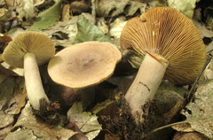 Lactarius quietus incanus