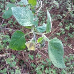 Physalis coztomatl
