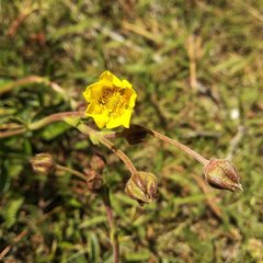 Potentilla ranunculoides