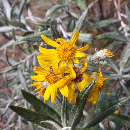 Senecio cinerarioides