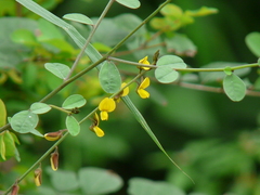 Crotalaria montana
