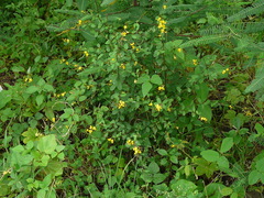 Crotalaria montana
