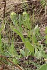 Tephroseris integrifolia