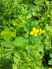 Chelidonium majus