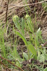 Tephroseris integrifolia
