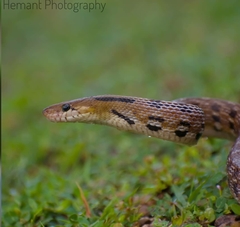 Coelognathus helena
