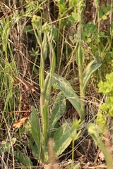 Tephroseris integrifolia