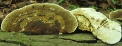 Daedaleopsis confragosa image