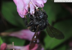 Bombus koreanus