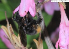 Bombus koreanus