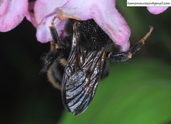 Bombus koreanus