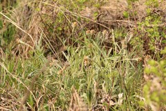 Psephellus sibiricus