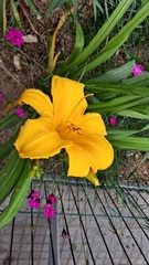 Hemerocallis fulva