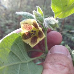Physalis coztomatl