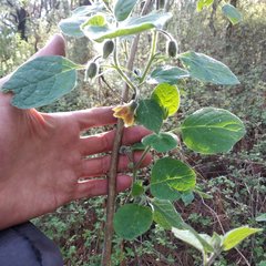 Physalis coztomatl
